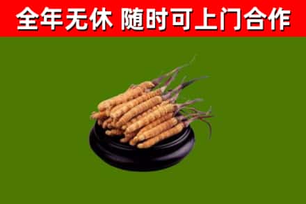 大英县回收散虫草